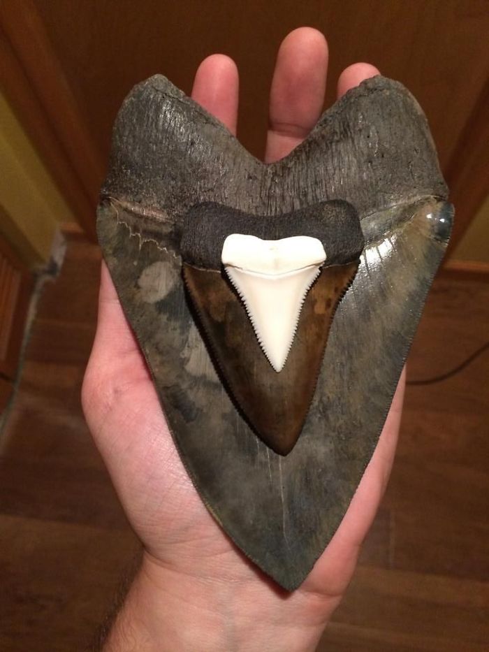 megalodon tooth vs great white tooth
