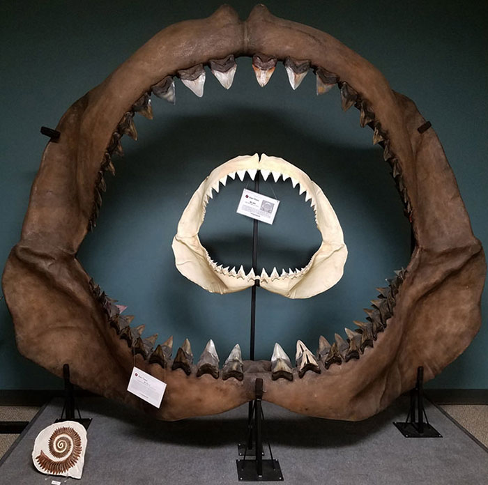 megalodon jaw vs great white