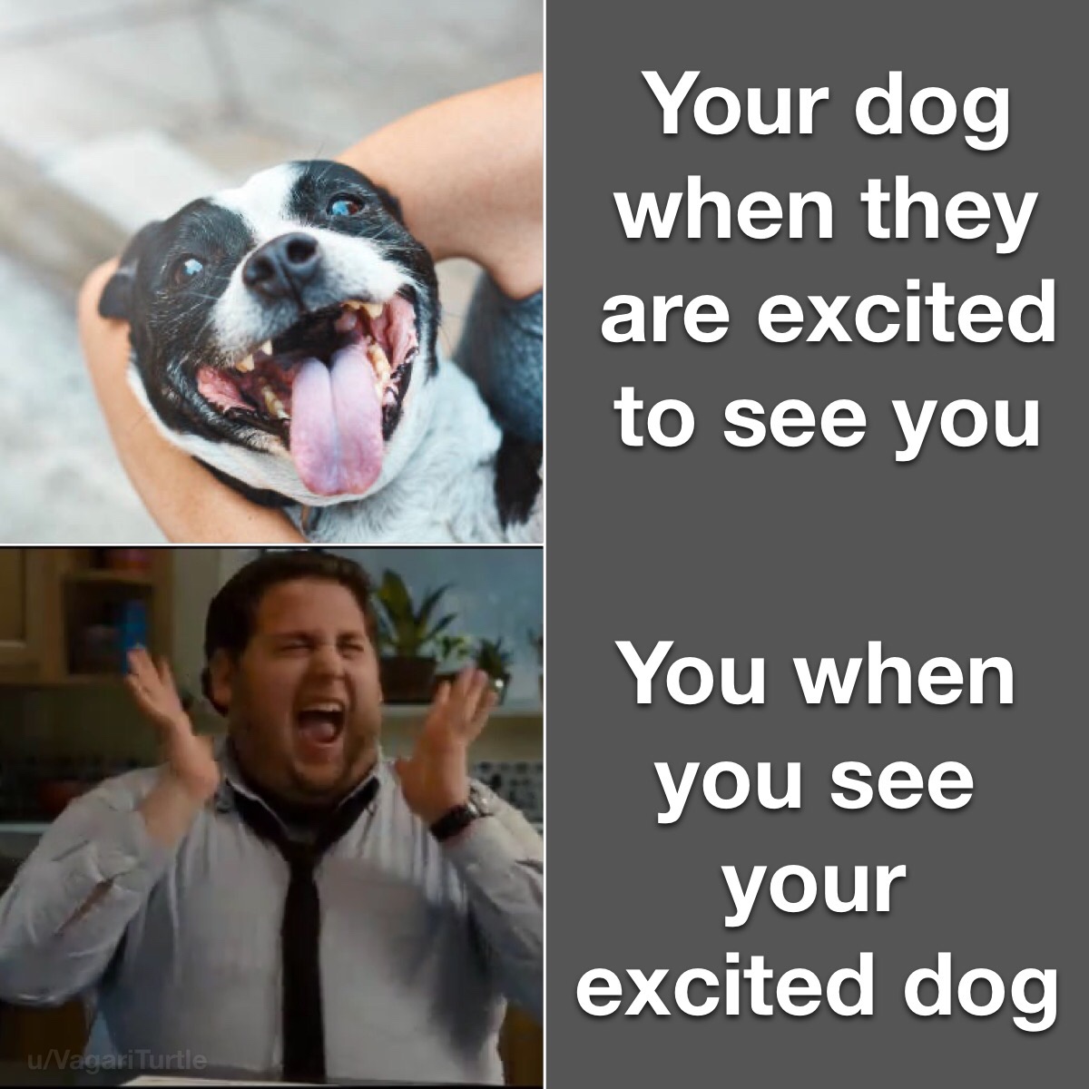 excited gif - Your dog when they are excited to see you You when you see your excited dog uVagari Turtle