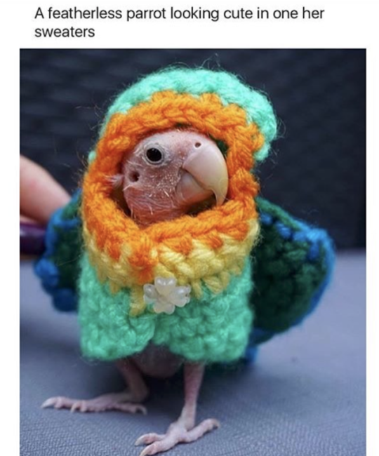 naked bird rhea - A featherless parrot looking cute in one her sweaters