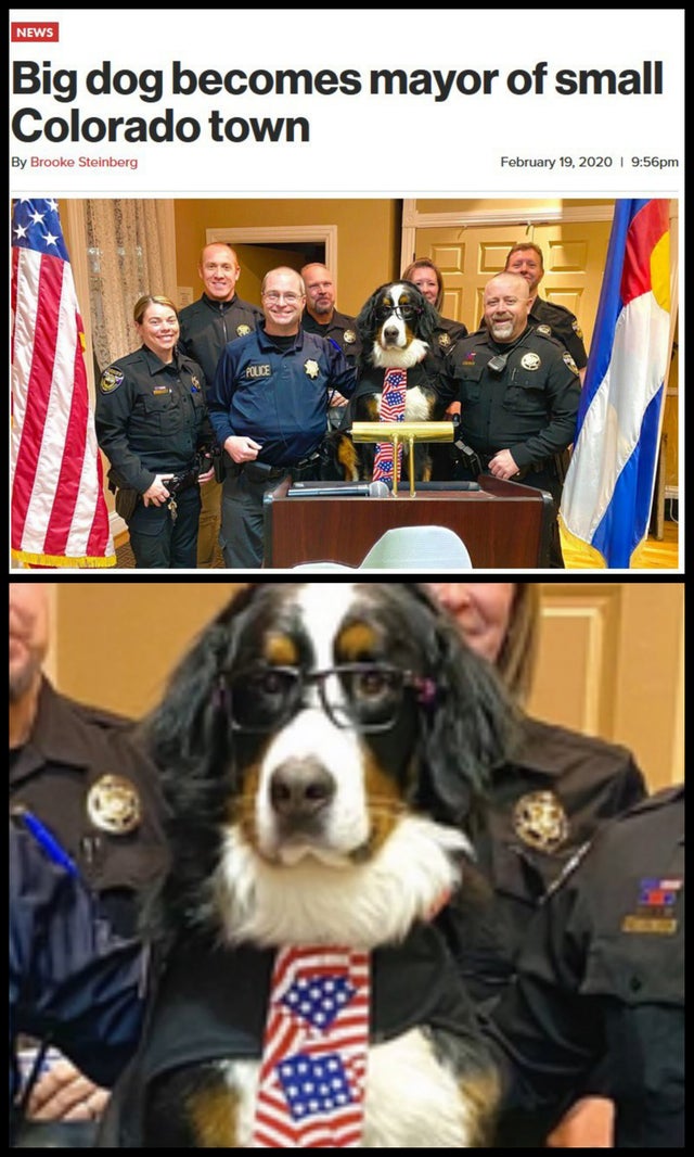 photo caption - News Big dog becomes mayor of small Colorado town By Brooke Steinberg 1 pm