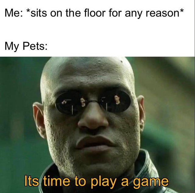 laurence fishburne matrix - Me sits on the floor for any reason My Pets Its time to play a game