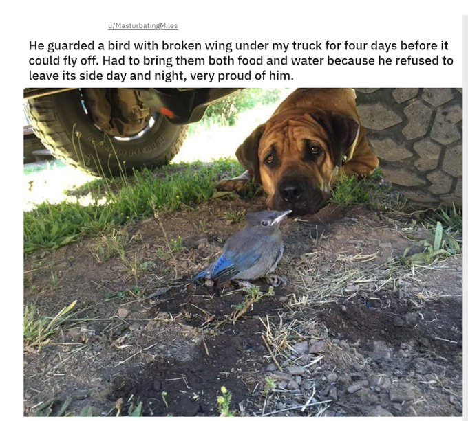 photo caption - uMasturbating Miles He guarded a bird with broken wing under my truck for four days before it could fly off. Had to bring them both food and water because he refused to leave its side day and night, very proud of him.