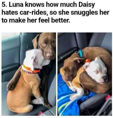 dog memes 2020 - 5. Luna knows how much Daisy hates carrides, so she snuggles her to make her feel better.
