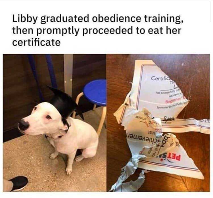 libby graduated obedience training - Libby graduated obedience training, then promptly proceeded to eat her certificate Certifica Cv ity MLUnlus slad