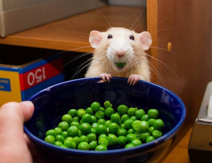 rat eating peas - og