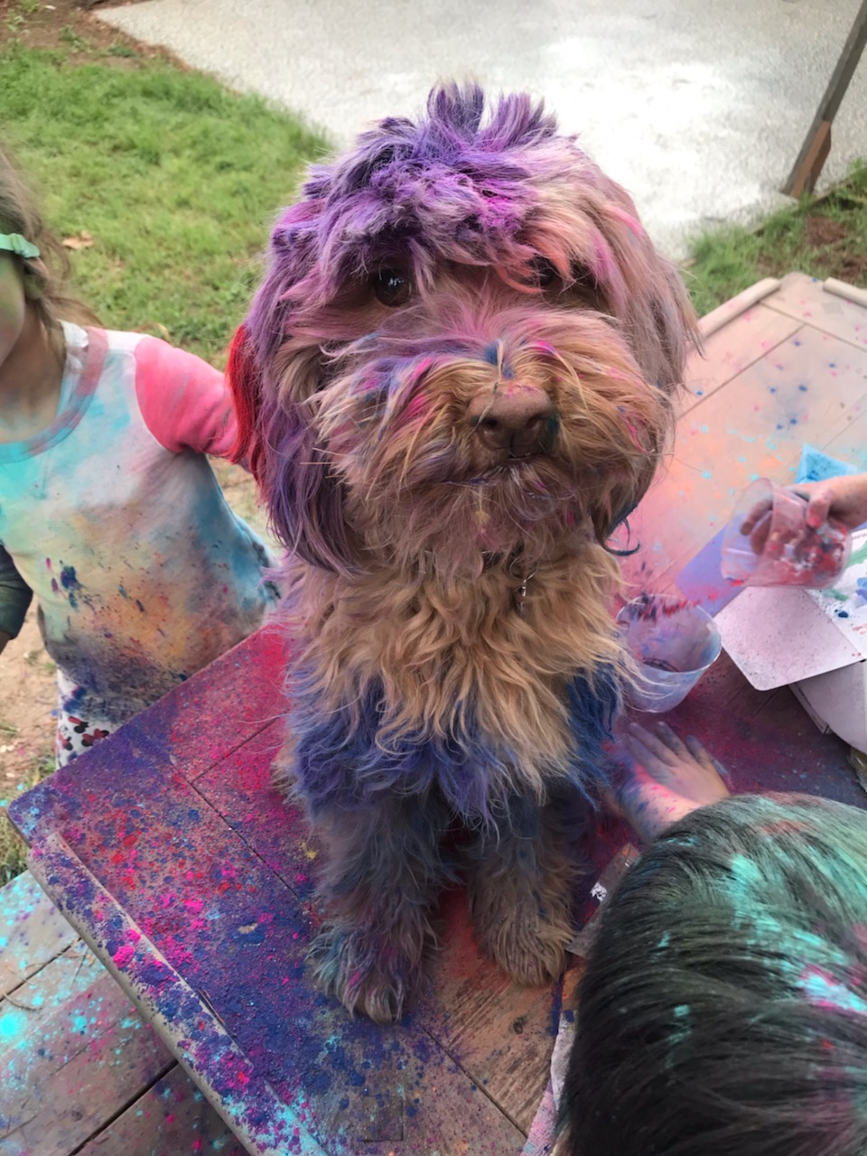 Holi pictures - festival of colors - spring - schnoodle