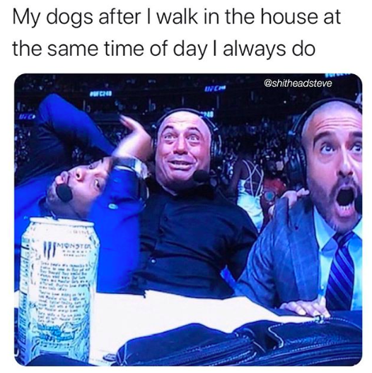 photo caption - My dogs after I walk in the house at the same time of day I always do