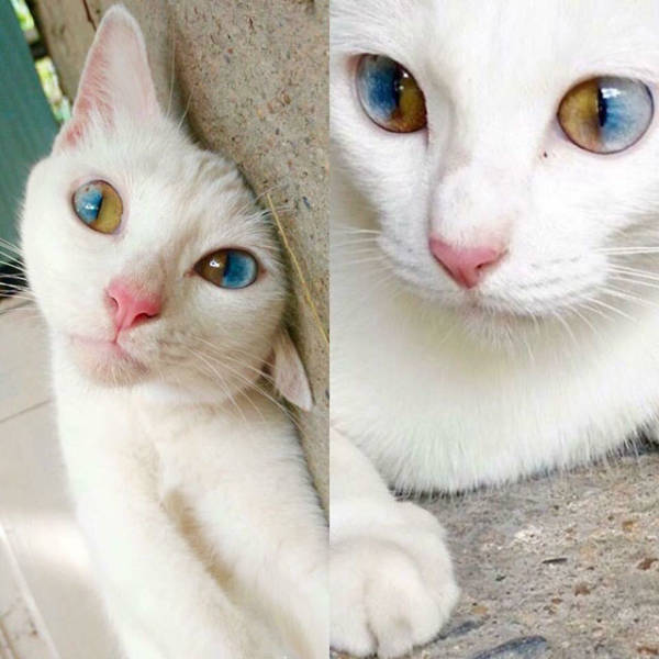 heterochromia iridum cats