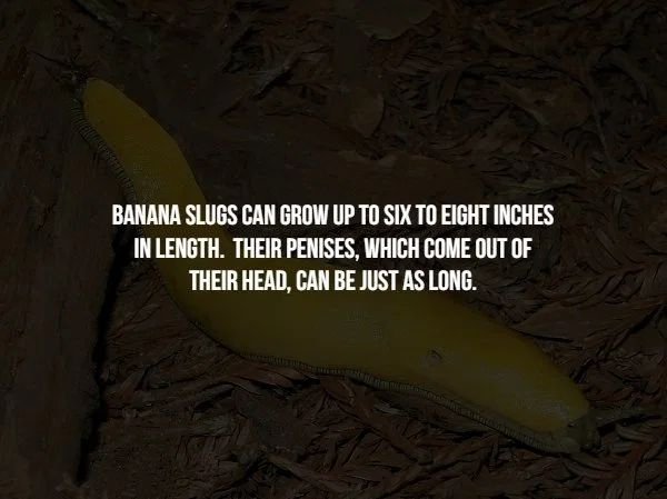 Banana Slugs Can Grow Up To Six To Eight Inches In Length. Their Penises, Which Come Out Of Their Head, Can Be Just As Long.