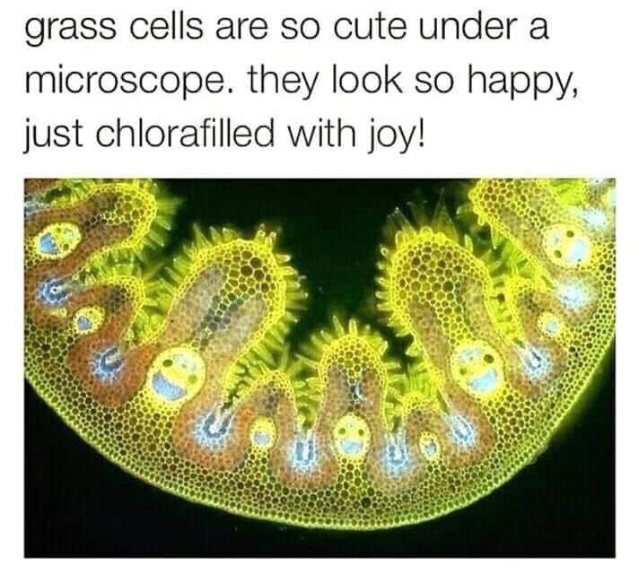 grass cells under microscope - grass cells are so cute under a microscope. they look so happy, just chlorafilled with joy!