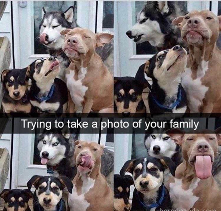 funny animal cooperation - Trying to take a photo of your family | horodin