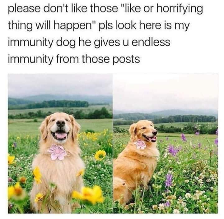 immunity dog meme - please don't those " or horrifying thing will happen" pls look here is my immunity dog he gives u endless immunity from those posts