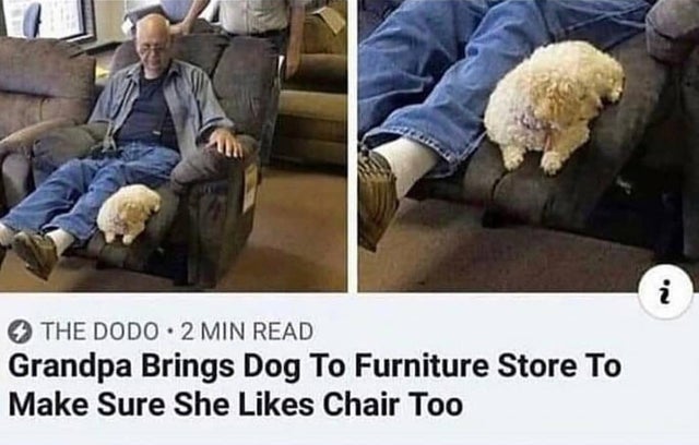 grandpa brings dog to furniture store - The Dodo 2 Min Read Grandpa Brings Dog To Furniture Store To Make Sure She Chair Too