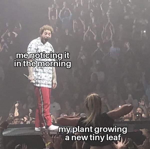 post malone flashed meme - me noticing it in the morning my plant growing a new tiny leaf
