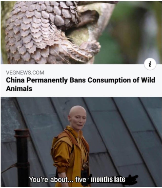 pangolin on tree - Vegnews.Com China Permanently Bans Consumption of Wild Animals You're about... five months late