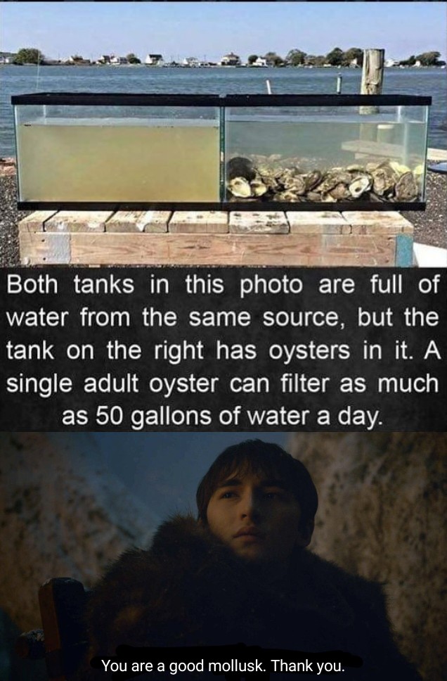 oysters filter water - Both tanks in this photo are full of water from the same source, but the tank on the right has oysters in it. A single adult oyster can filter as much as 50 gallons of water a day. You are a good mollusk. Thank you.