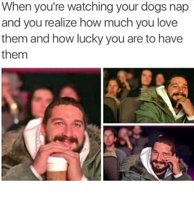 happy memes, wholesome memes, nice memes, clean memes, 2020 memes - lds primary program funny - When you're watching your dogs nap and you realize how much you love them and how lucky you are to have them
