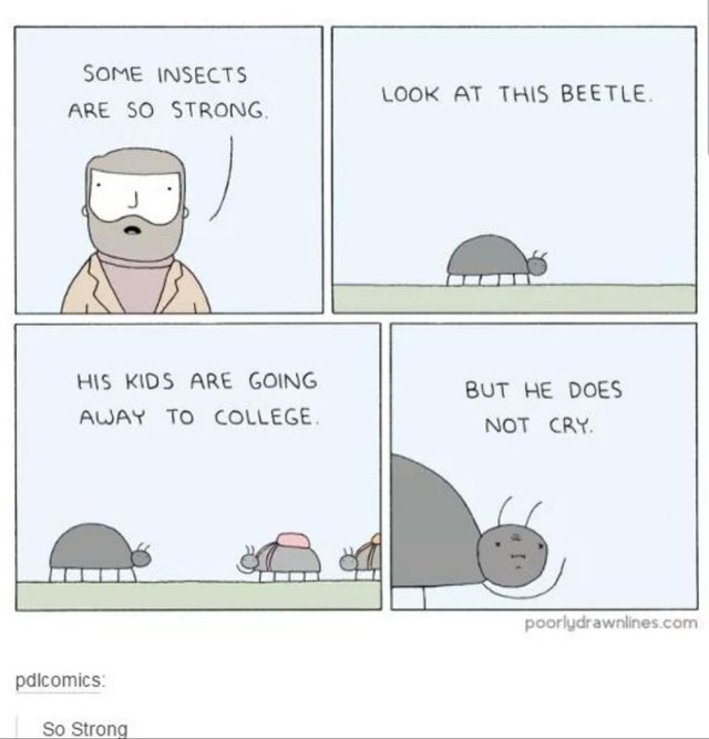 happy memes, wholesome memes, nice memes, clean memes, 2020 memes - some insects are so strong - Some Insects Are So Strong Look At This Beetle His Kids Are Going Away To College But He Does Not Cry poorlydrawnlines.com pdlcomics So Strong