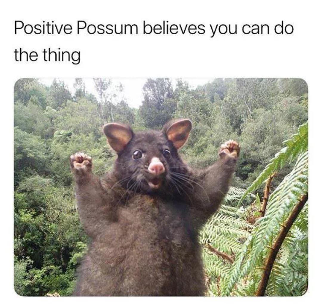 happy memes, wholesome memes, nice memes, clean memes, 2020 memes - positive possum - Positive Possum believes you can do the thing