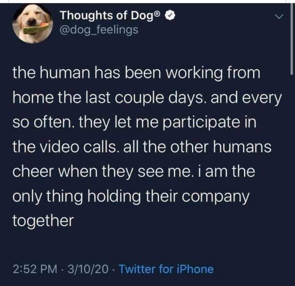 happy memes, wholesome memes, nice memes, clean memes, 2020 memes - Dog - Thoughts of Dog adog the human has been working from home the last couple days, and every so often they let me participate in the video calls, all the other humans cheer when they s