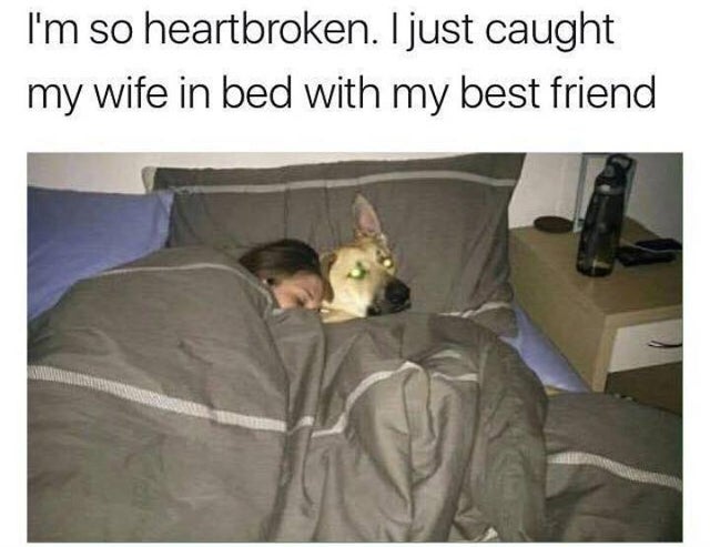 happy memes, wholesome memes, nice memes, clean memes, 2020 memes - caught my wife in bed with my best friend meme - I'm so heartbroken. I just caught my wife in bed with my best friend