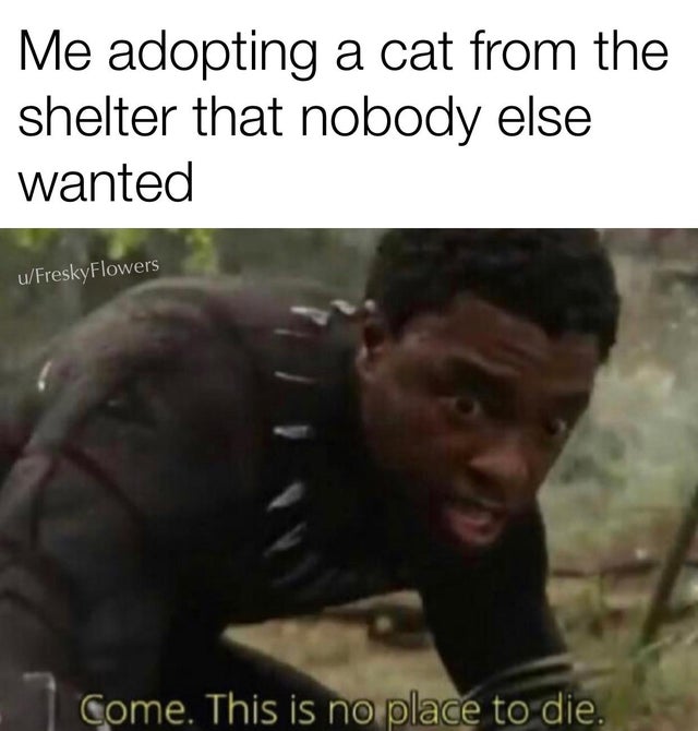 happy memes, wholesome memes, nice memes, clean memes, 2020 memes - come this is no place to die - Me adopting a cat from the shelter that nobody else wanted uFreskyFlowers Come. This is no place to die.