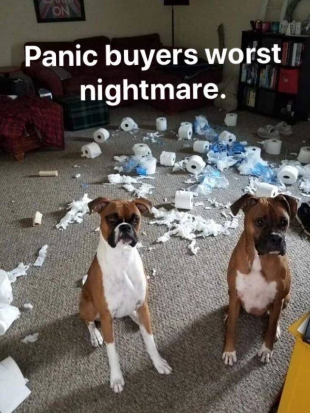 Dog - Panic buyers worst nightmare.
