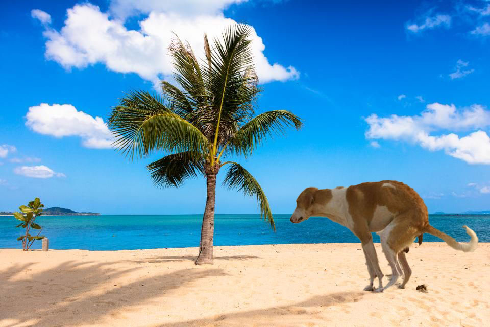 Beautiful caribbean beach with a dog pooping on it - funny zoom background