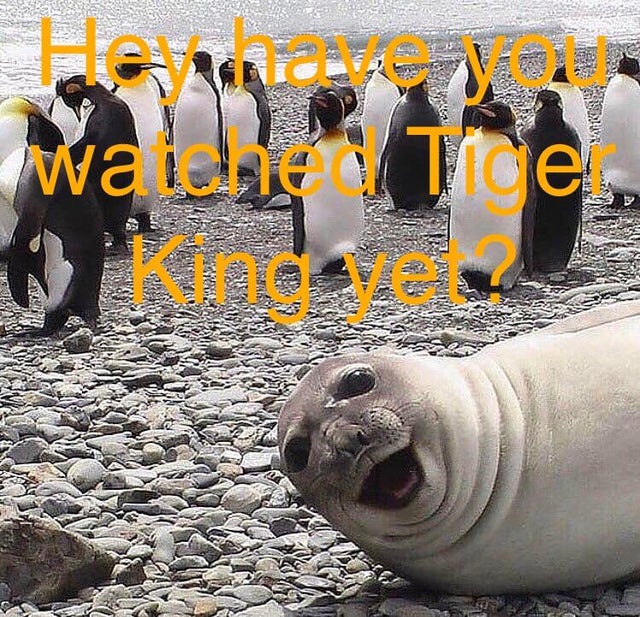 tiger king - meme - penguin photobomb