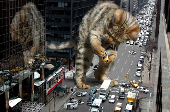 Awesome Cat Pictures For Your Zoom Meeting Background - Wow Gallery | eBaum's World