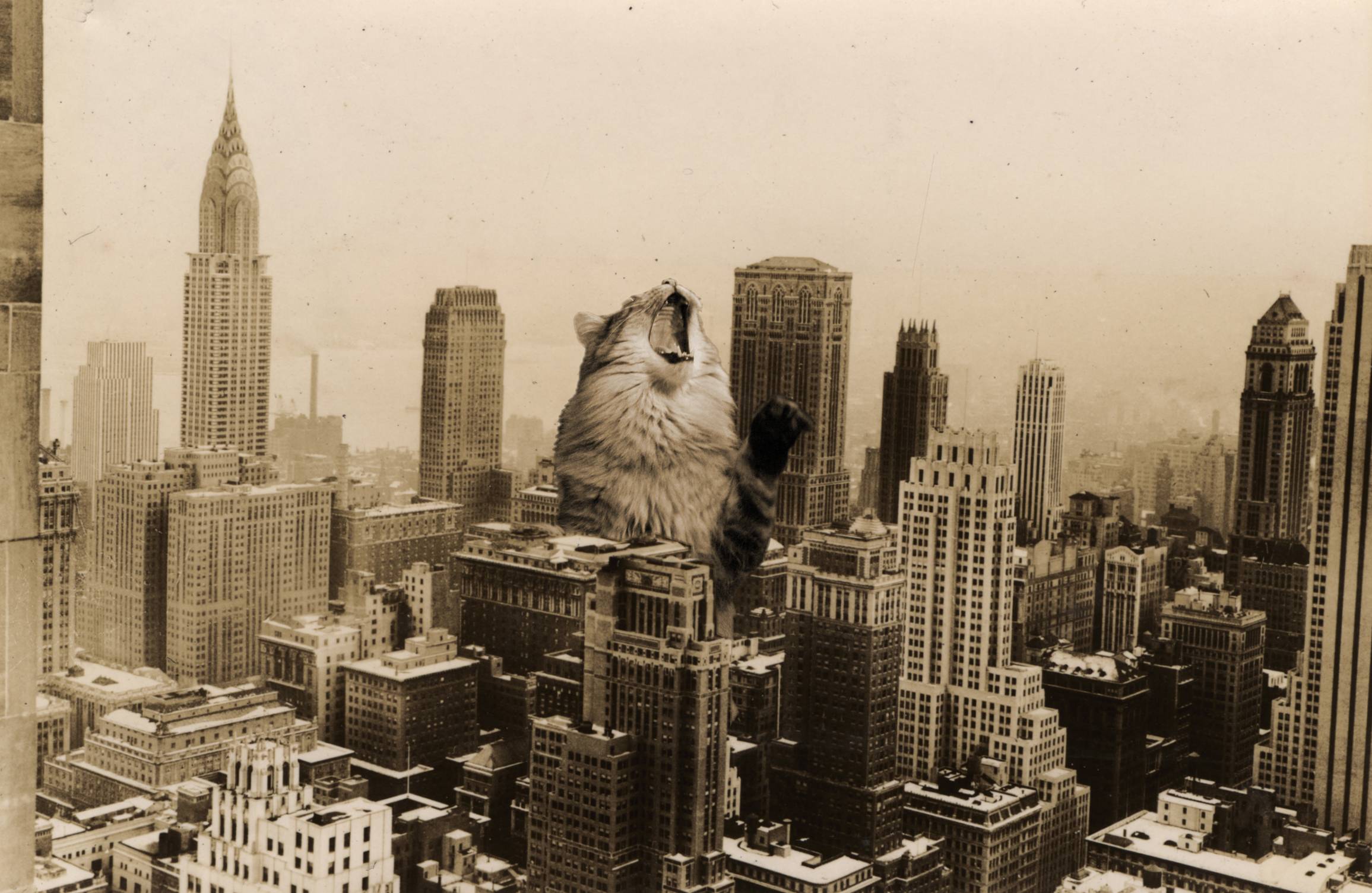 cat pictures - zoom - history of new york city - Sos