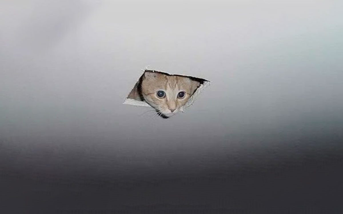 Ceiling cat meme to use as a virtual background