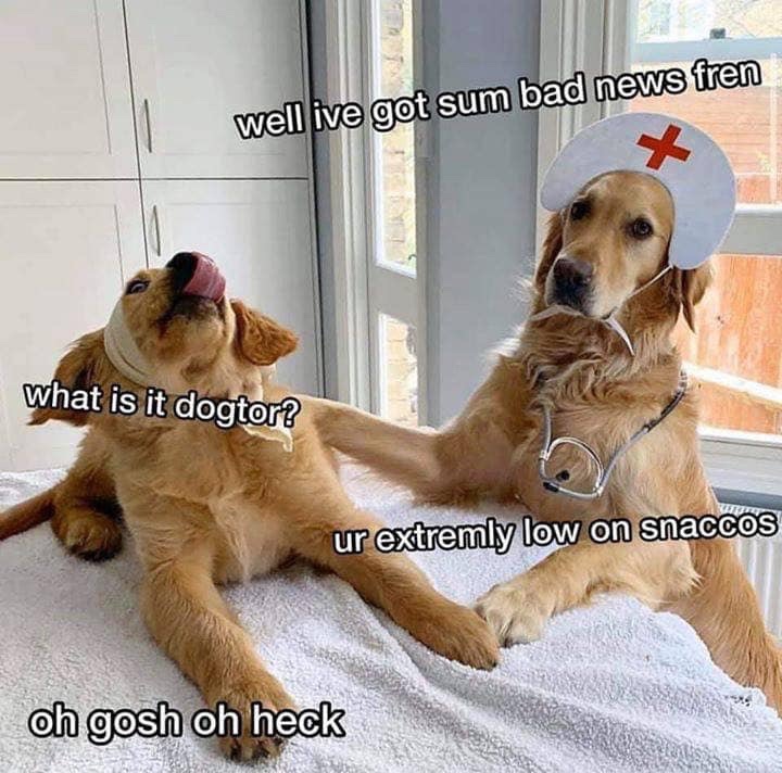 dogtor meme - well ive got sum bad news fren what is it dogtor? ur extremly low on snaccos oh gosh oh heck