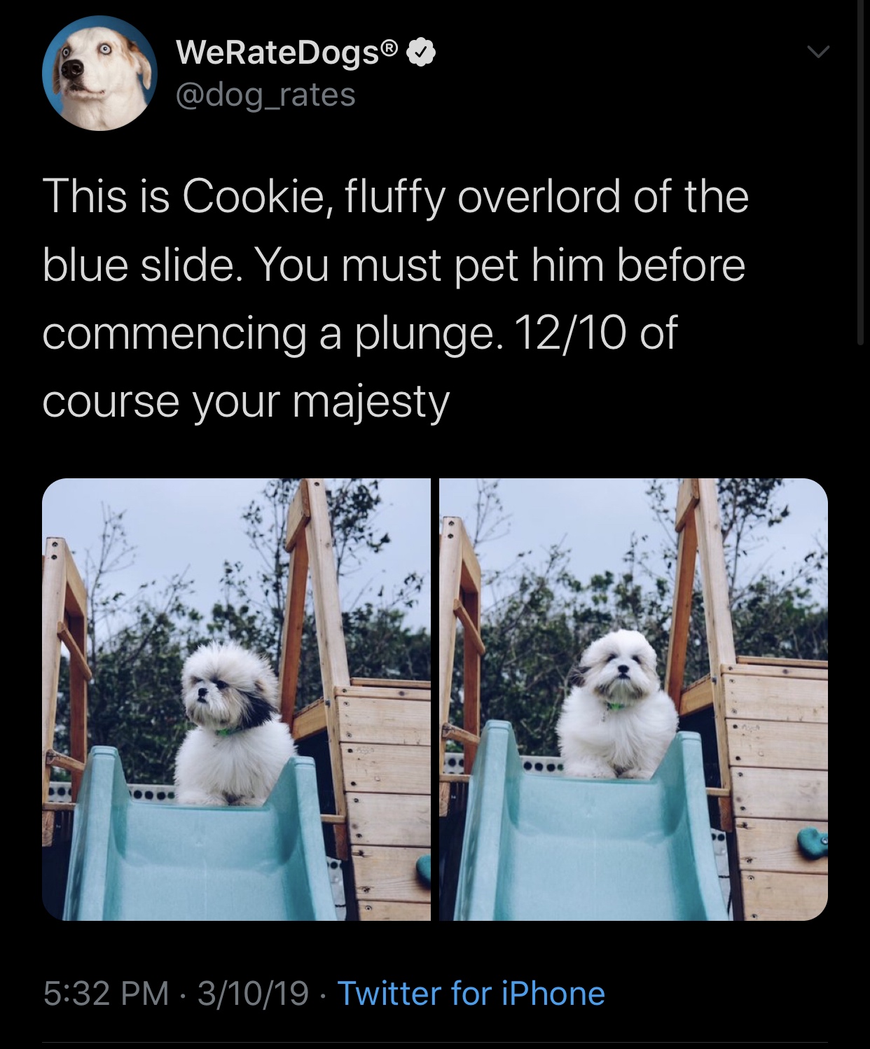 photo caption - WeRateDogs This is Cookie, fluffy overlord of the blue slide. You must pet him before commencing a plunge. 1210 of course your majesty 31019 Twitter for iPhone