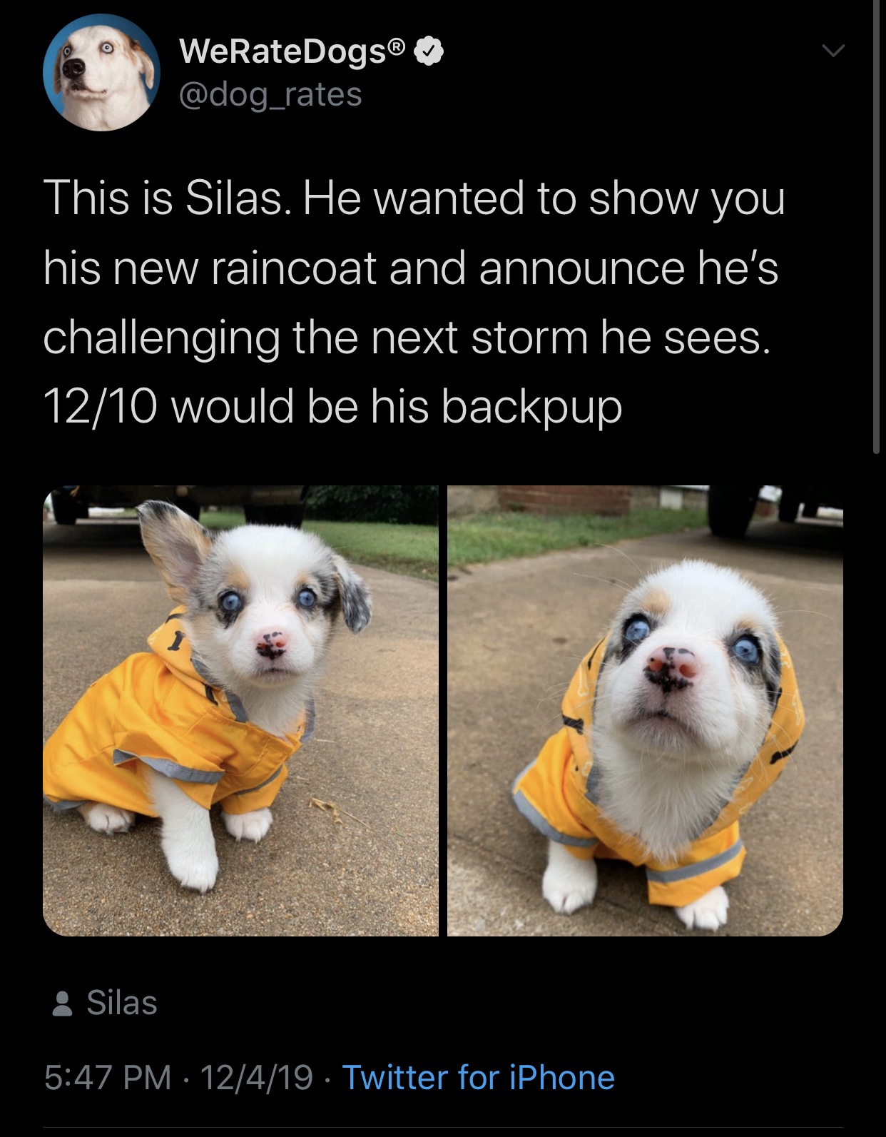 photo caption - WeRateDogs This is Silas. He wanted to show you his new raincoat and announce he's challenging the next storm he sees. 1210 would be his backpup Silas 12419 Twitter for iPhone