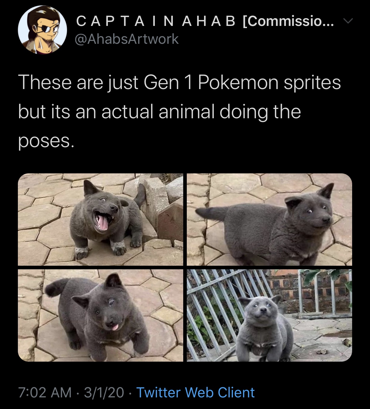 photo caption - Captain A Hab Commissio... V These are just Gen 1 Pokemon sprites but its an actual animal doing the poses. 3120 Twitter Web Client