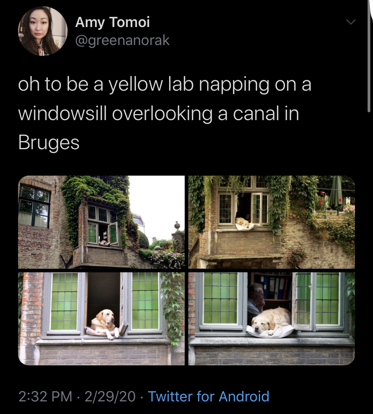 architecture - Amy Tomoi oh to be a yellow lab napping on a windowsill overlooking a canal in Bruges 22920 Twitter for Android