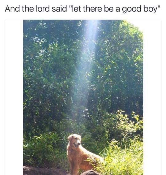 then god said whos a good boy - And the lord said "let there be a good boy"