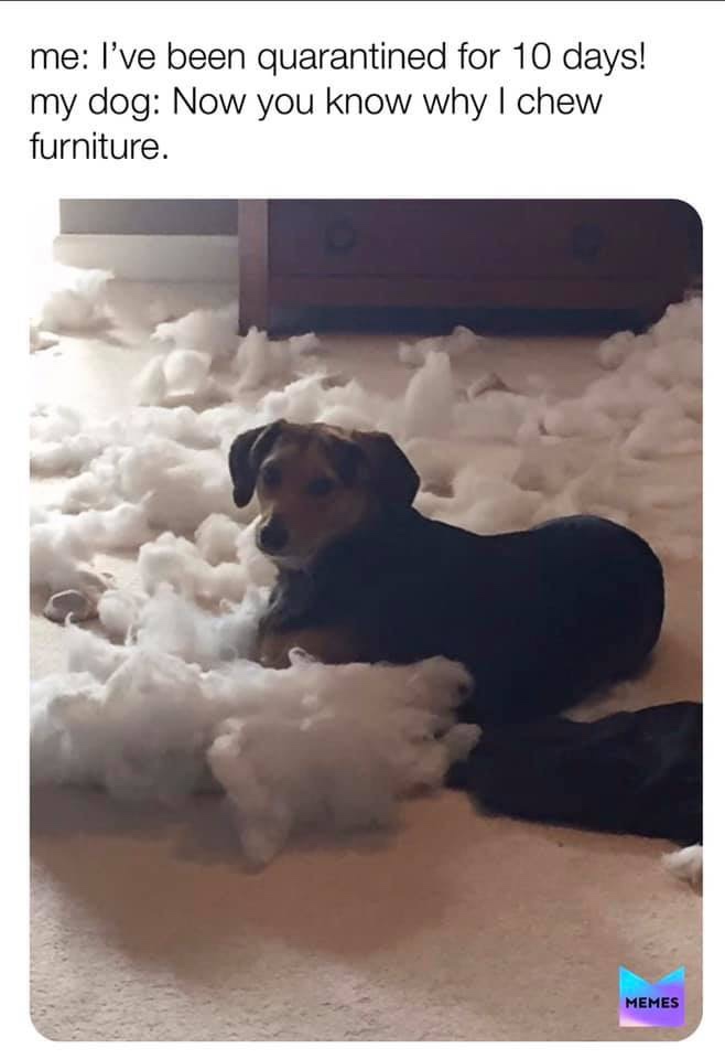 photo caption - me I've been quarantined for 10 days! my dog Now you know why I chew furniture. Memes