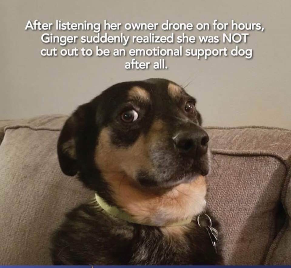 unamused dog meme - After listening her owner drone on for hours, Ginger suddenly realized she was Not cut out to be an emotional support dog after all.
