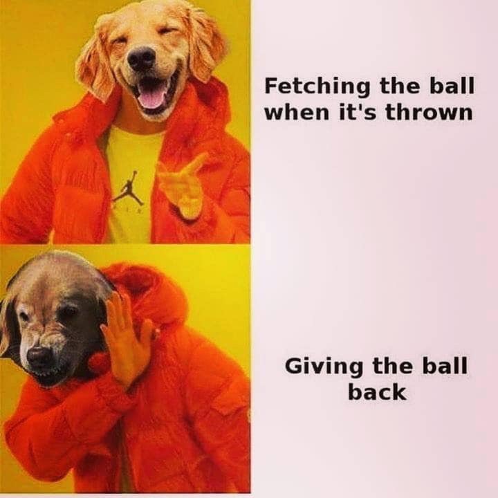 fetching the ball when it's thrown - Fetching the ball when it's thrown Giving the ball back