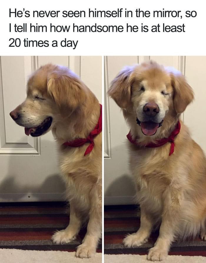 cute dog memes - He's never seen himself in the mirror, so I tell him how handsome he is at least 20 times a day