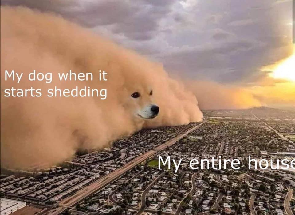 dog storm meme - My dog when it starts shedding My entire house