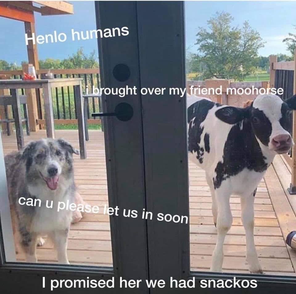 my friend moohorse - Henlo humans i brought over my friend moohorse can u please let us in soon I promised her we had snackos