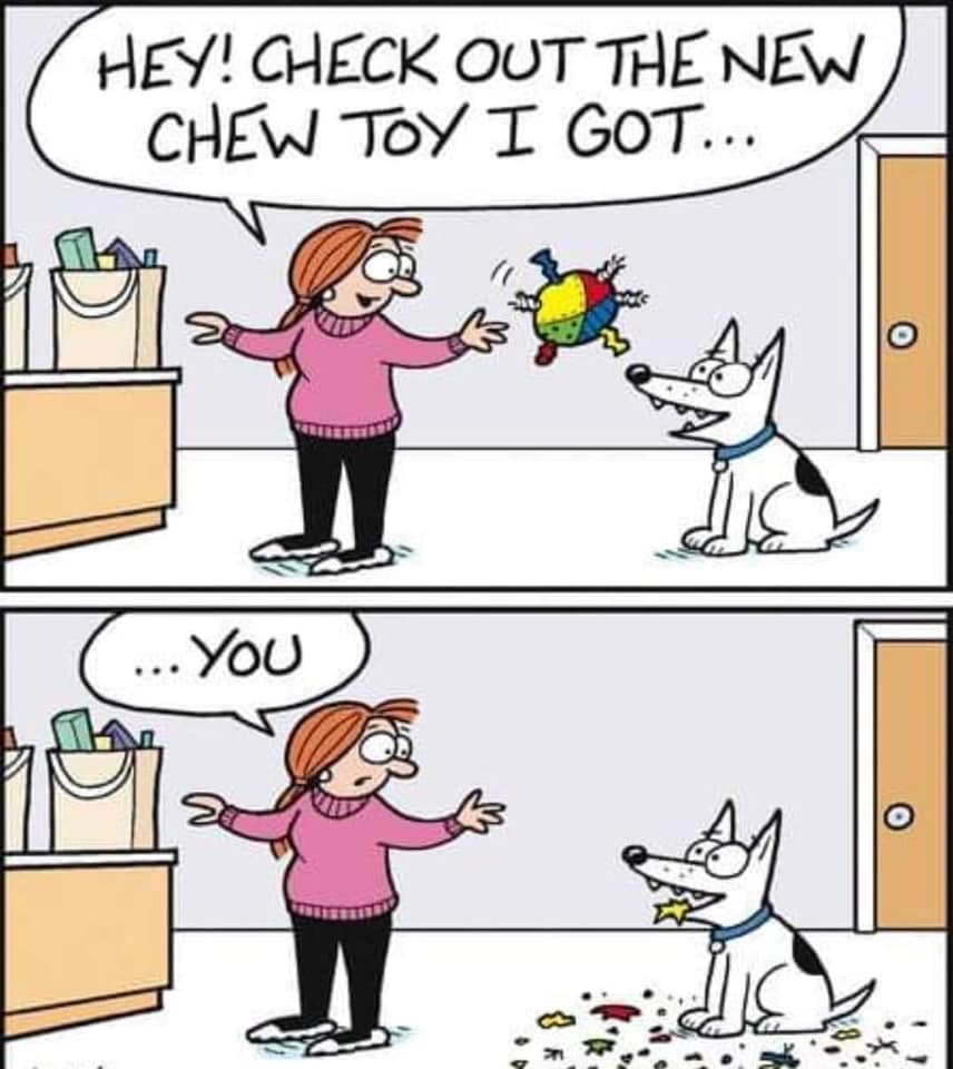 hey check out the new chew toy - Hey! Check Out The New Chew Toy I Got... l