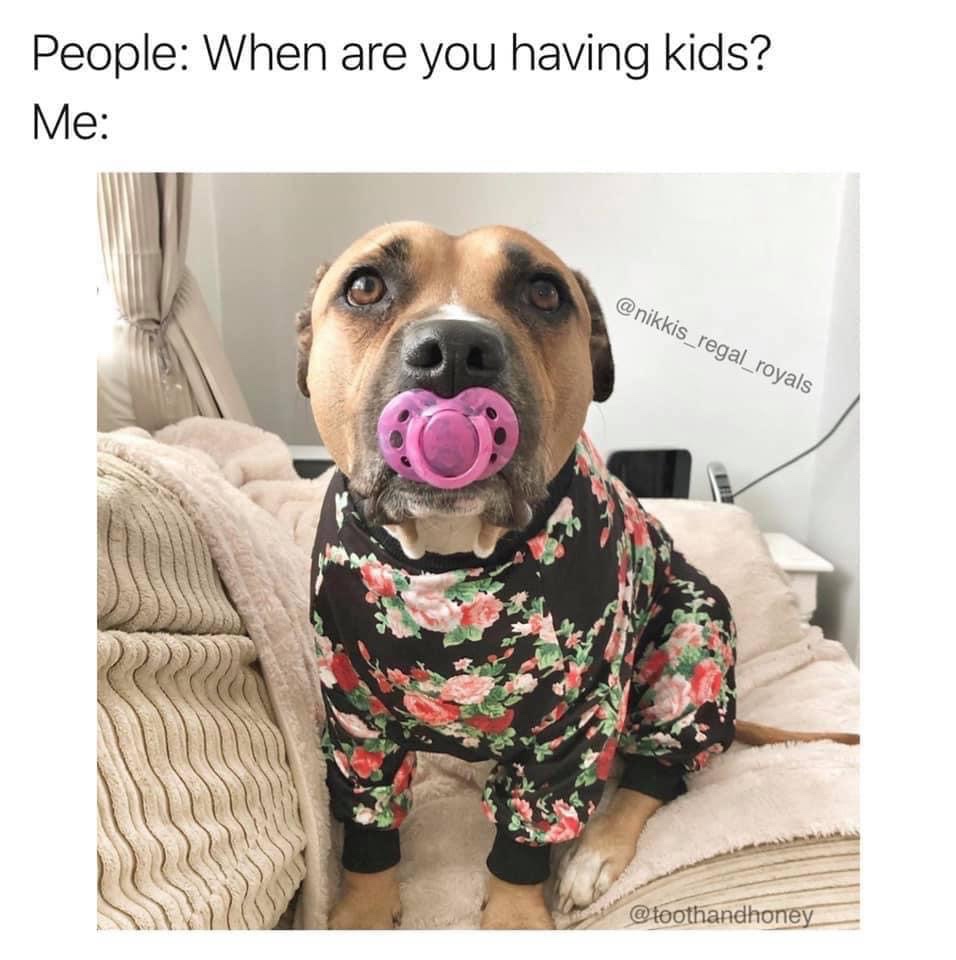 Funny Dog Memes For Kids