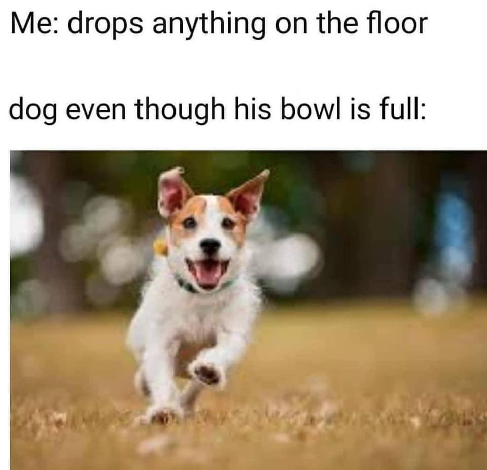 Me drops anything on the floor dog even though his bowl is full