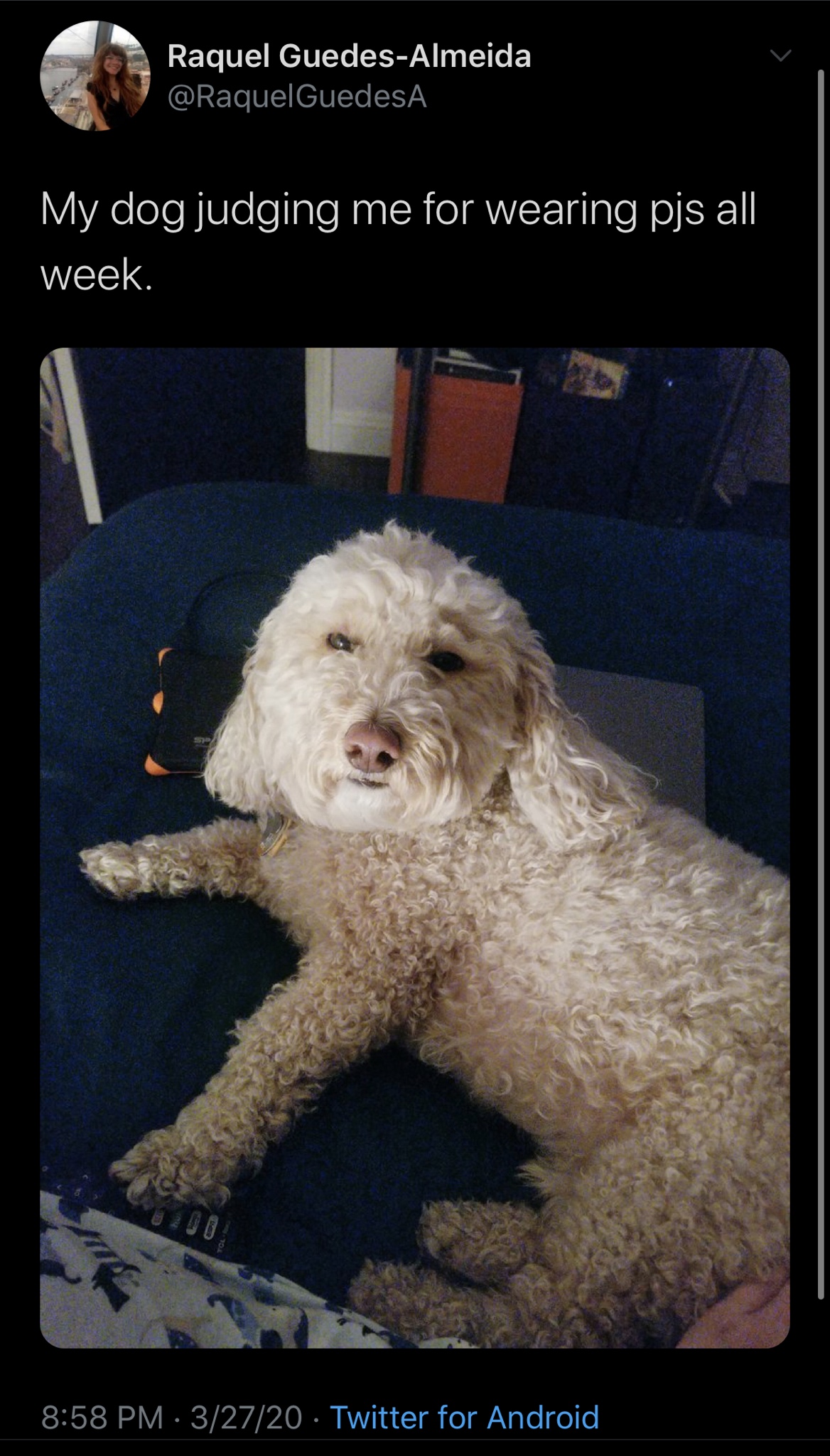 photo caption - Raquel GuedesAlmeida Guedes My dog judging me for wearing pjs all week 32720 Twitter for Android