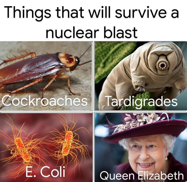 insect - Things that will survive a nuclear blast Cockroaches Tardigrades E. Coli Queen Elizabeth